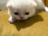 Orijinal british shorthair