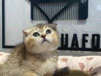 Golden tabby scottish fold bebeğim