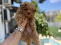 ORJİNAL MALTİPOO YAVRULARI