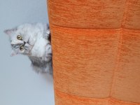 Biblo kadar güzel british longhair