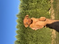 Dişi Kızıl Renk Şivava Yavrumuz