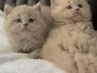 British shorthair kızlarım (cinnamon fawn ve lilac)