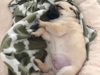 Üst Düzey Kalite Erkek Ve Dişi Pug Mops Yavrular