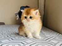 British Longhair Sevgi Dolu Kediler