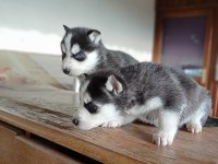 AYRANCI MAHALLESİNDEN MAVİ GÖZLÜ HUSKY YAVRULARI