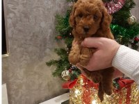 TOY POODLE YAVRULARI