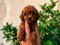 Tüm renklerde orjinal ırk toy poodle yavrular