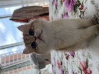 Golden Tombiş British Shorthair