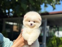 Yavru Pomeranian Boo Yavrularımız