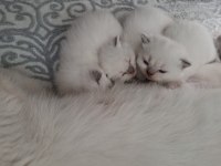 British Shorthair Yavrumuz