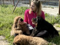 KÖPEKLERİN ATASI TİBET MASTİFİ
