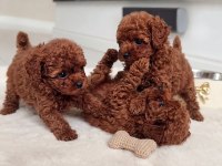 EFSANE GÜZELLİK TOY POODLE YAVRULARI 