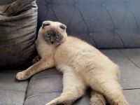 Scottish fold matmazel hanıma yeni yuva arıyoruz