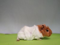 Guinea Pig Yavruları İstanbul