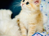 British shorthair ve longhair safkan yavrular