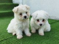 Mini boy maltese yavrular mevcut