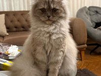 ÜCRETSİZ SCOTTISH FOLD DİŞİ