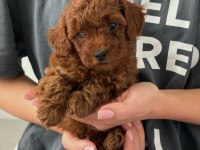 KOYU RENK TOY POODLE YAVRULARI