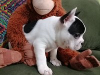 Anatomi Harikası French Bulldog Bebekler