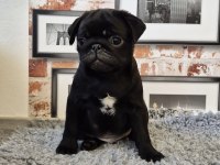Siyah Pug Safkan