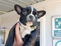 Dişi Eğitimli 60 Günlük FRENCH BULLDOG Efsane Irk!