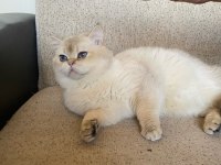 Dünyalar güzeli British Shorthair yavrular