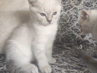 YAVRU BRİTİSH SHORTHAİR KEDİLERİMİZE SICAK BİR YUVA ARIYORUZ