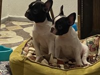 Erkek Ve Dişi 2 Aylık French Bulldog Yavrular
