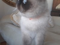 9 aylık erkek exotic shorthair