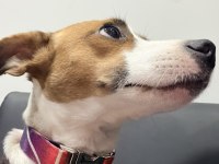 1.5 Yaşında Kısır Dişi Jack Russell