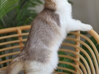 Çok cana yakın bir erkek british longhair