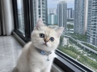 British Shorthair Blue Point Silver Point