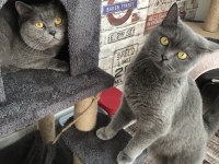 SCOTTİSH FOLD KEDİLER