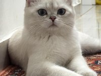 British Shorthair Kedisi