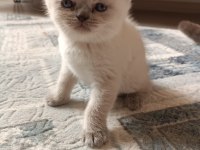 Safkan british shorthair AYI SURAT TOP KAFA bebişler
