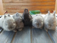 Netherland Dwarf Hollanda Cücesi Tavşan