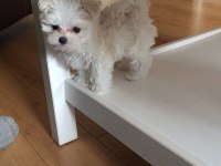 Poodle Görünümlü Maltipoo (F2)