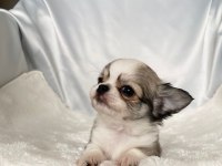 biblo bebek chihuahua