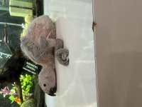 El Besleme Bebek Jako Papağanı