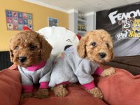 KAR BEYAZ MALTESE YAVRULAR TOY POODLE YAVRULAR ANKARA 