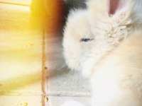 Lop Tavşanı