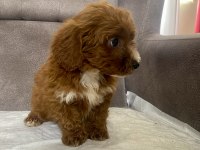 TEACUP MALTIPOO OĞLUMUZ