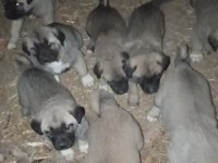 KANGAL SİVASDAN ALINIR KALİTE AYI BOĞANLAR