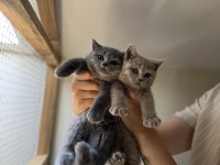Üst kalite British Shorthair bebekler