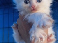British longhair