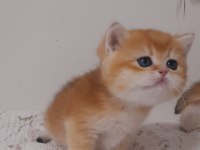 BİRBİRİNDEN GÜZEL YAVRU KEDİLER