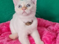 Redpoint British Shorthair yeni yuvasını bekliyor