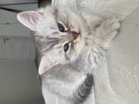 2 aylık british shorthair