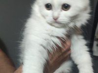 2 adet kar beyazı british kedimiz