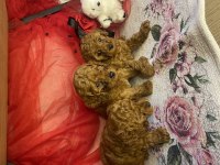 Toy poodle yavrularımız